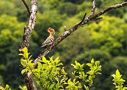 Eurasian Hoopoe