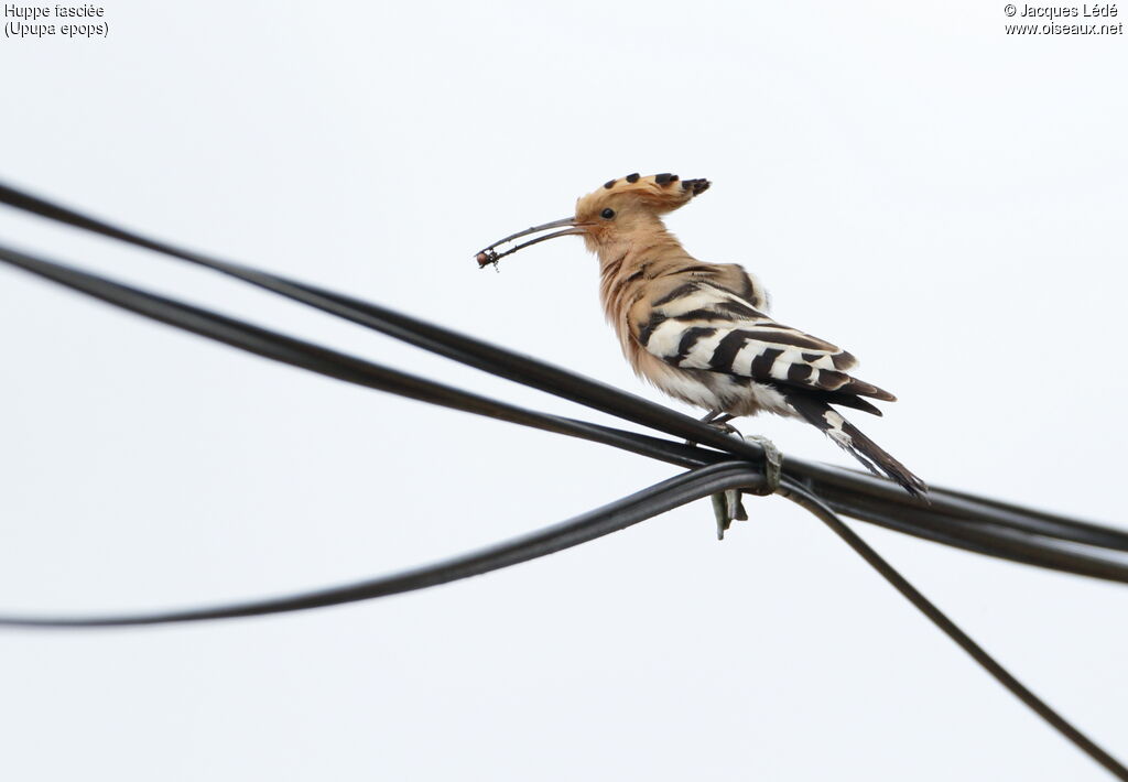 Eurasian Hoopoe