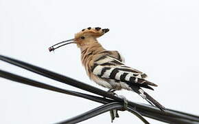 Eurasian Hoopoe