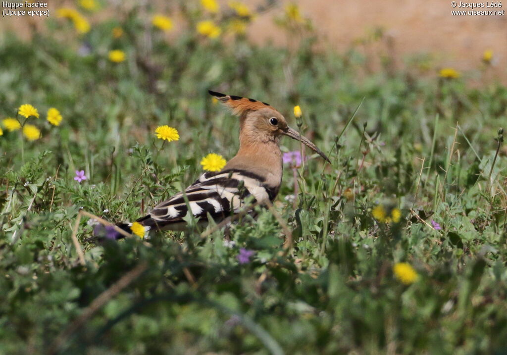 Eurasian Hoopoe