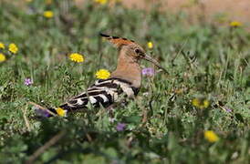 Eurasian Hoopoe