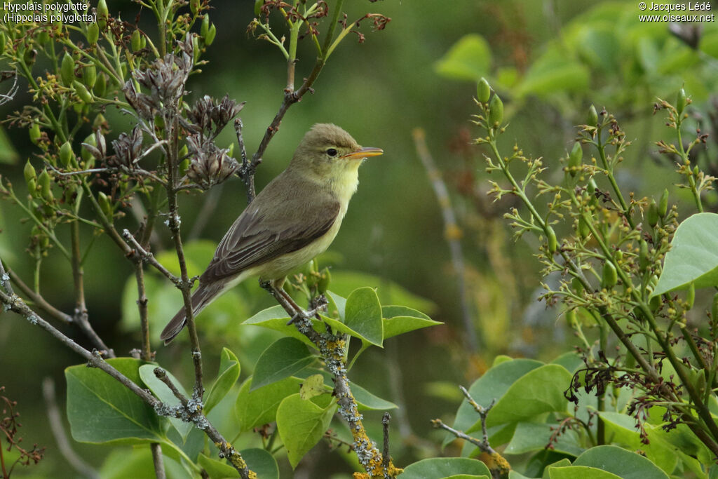 Melodious Warbler