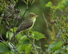 Melodious Warbler