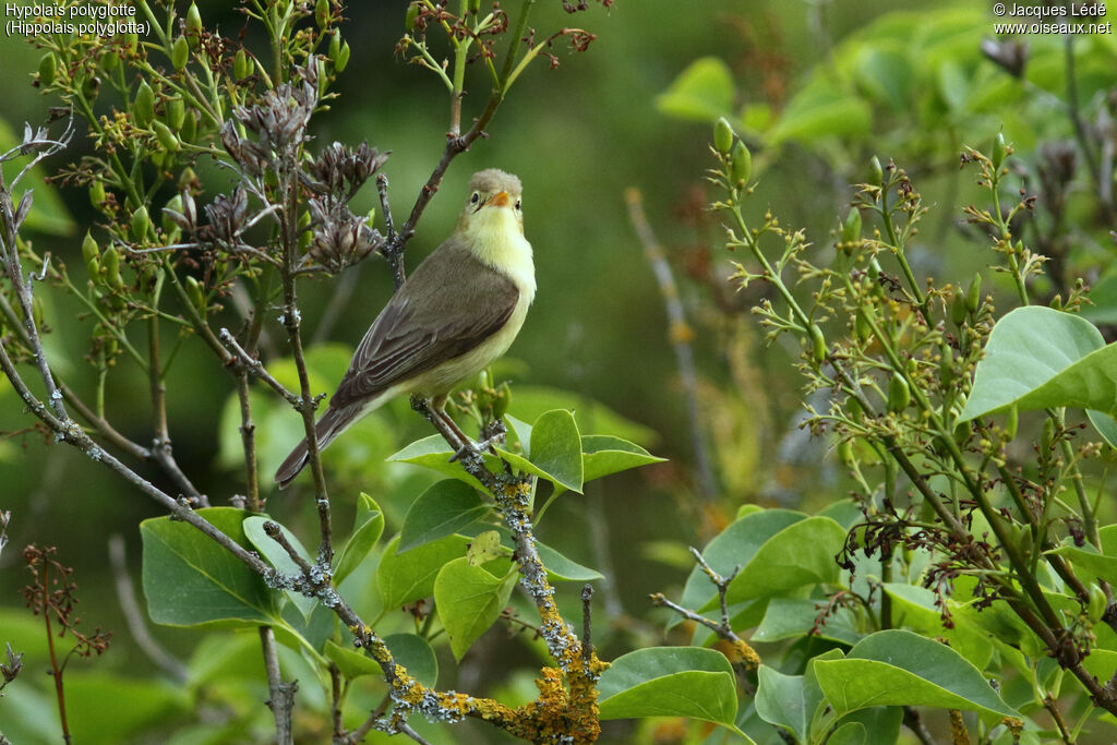 Melodious Warbler