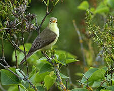 Melodious Warbler