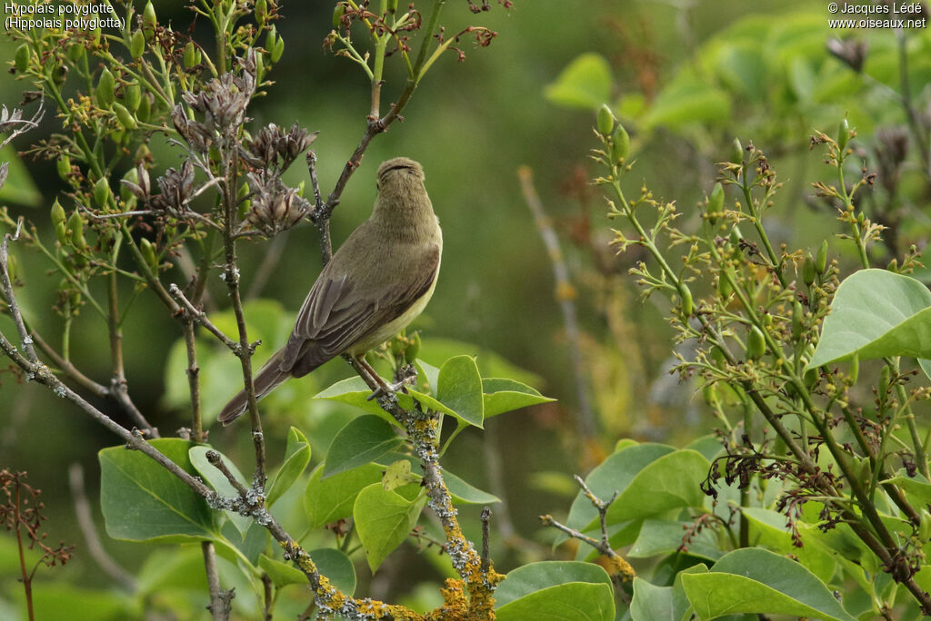 Melodious Warbler