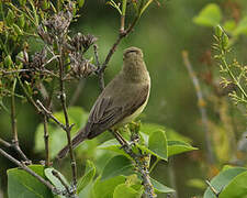 Melodious Warbler