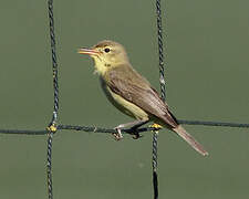 Melodious Warbler