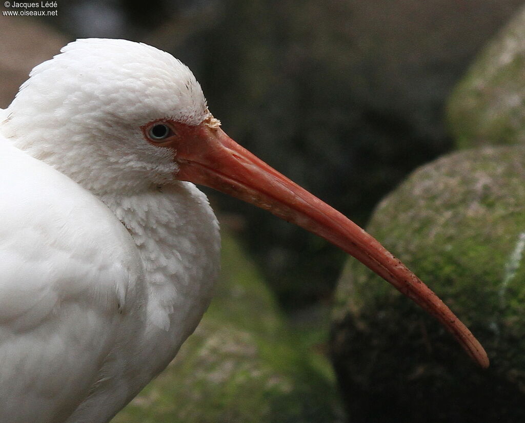 Ibis blanc