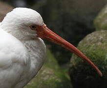 Ibis blanc