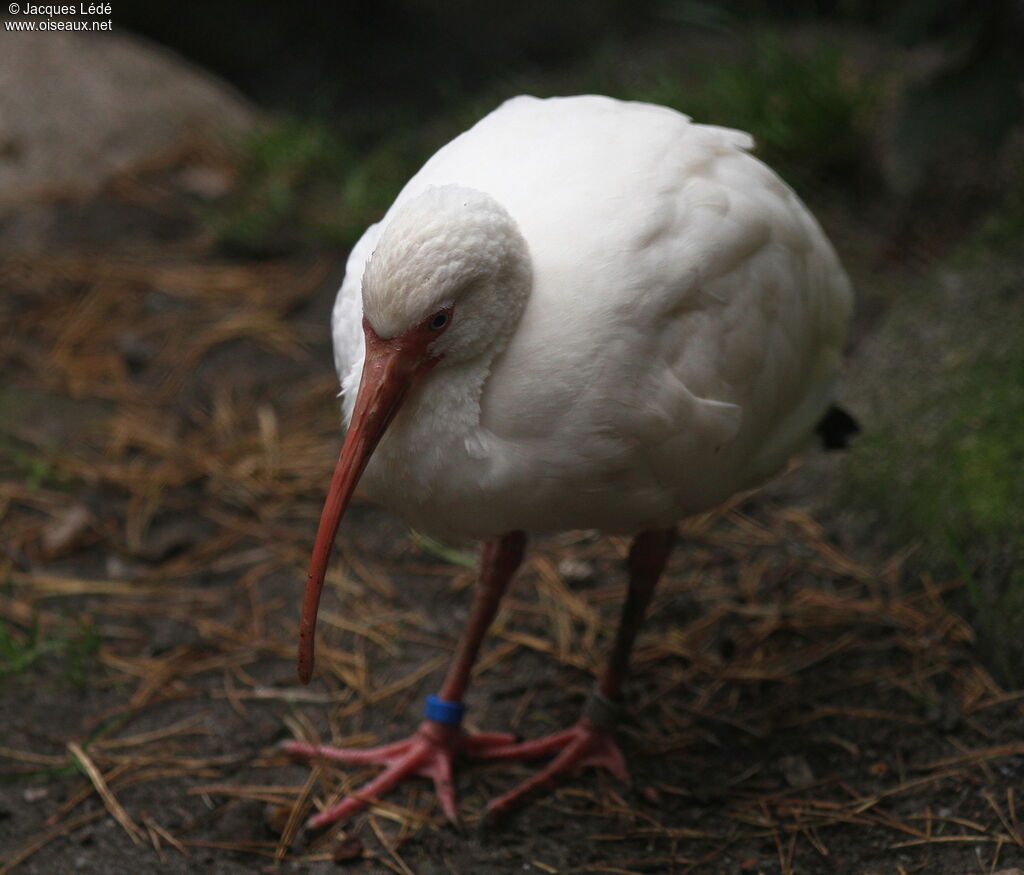 Ibis blanc