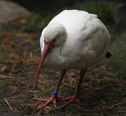 Ibis blanc