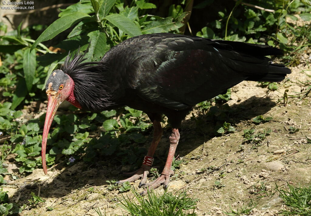 Northern Bald Ibis