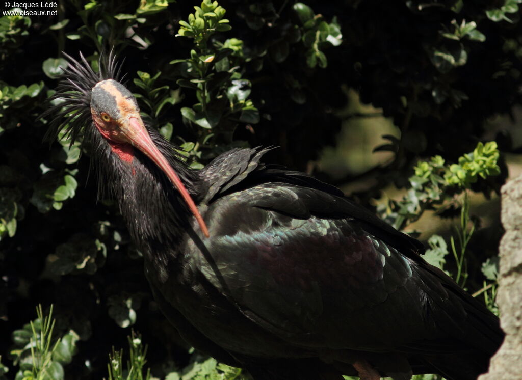 Northern Bald Ibis