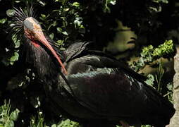 Northern Bald Ibis