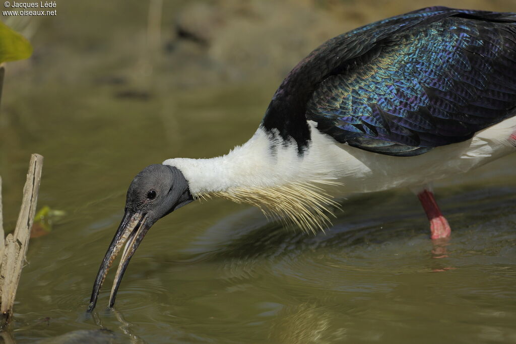 Ibis d'Australie