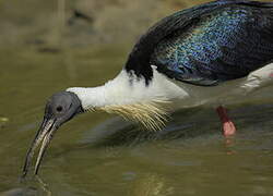 Straw-necked Ibis