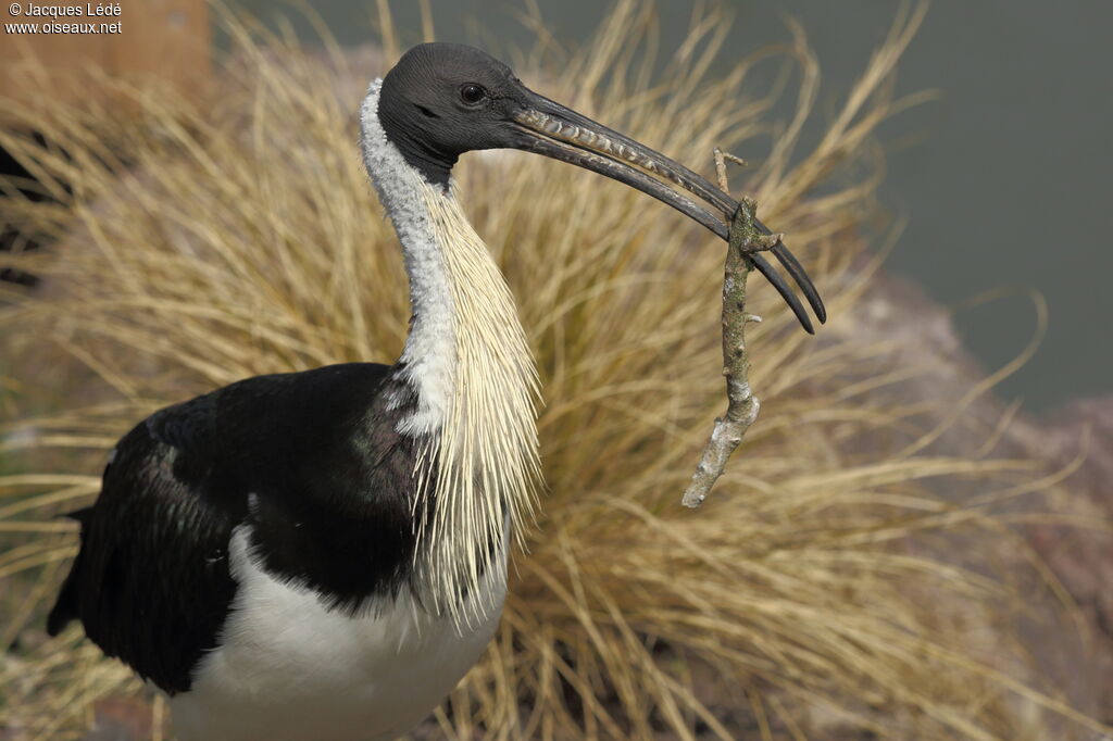 Straw-necked Ibis