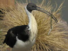 Straw-necked Ibis