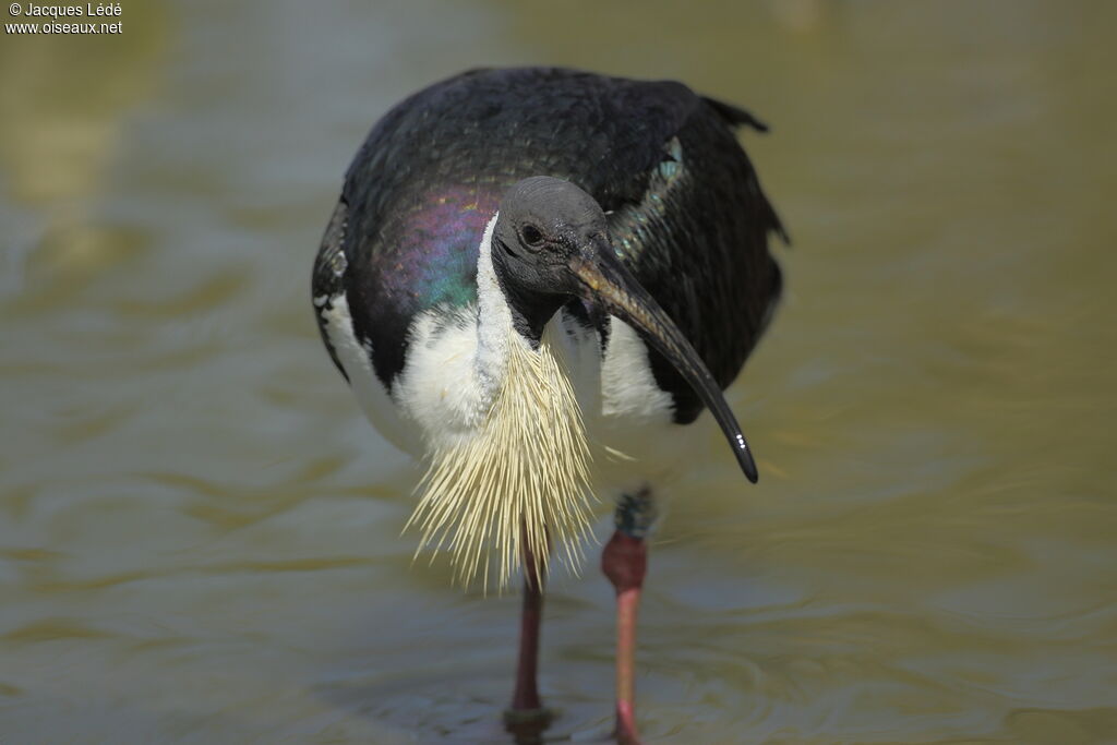 Straw-necked Ibis