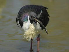 Straw-necked Ibis