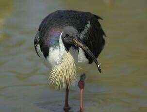 Ibis d'Australie