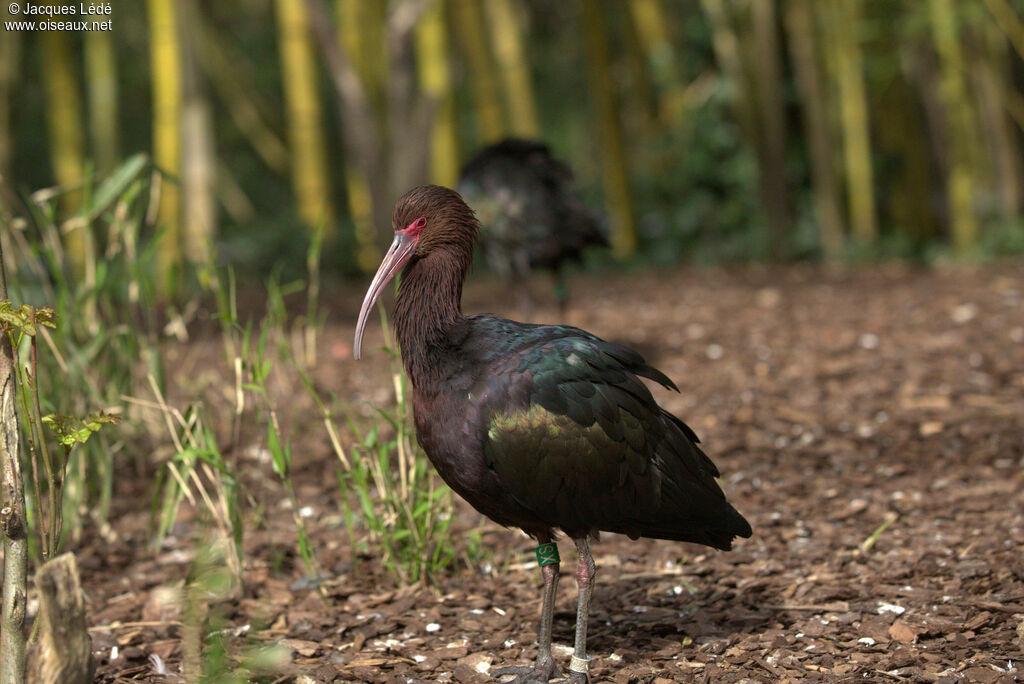 Puna Ibis