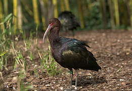 Puna Ibis