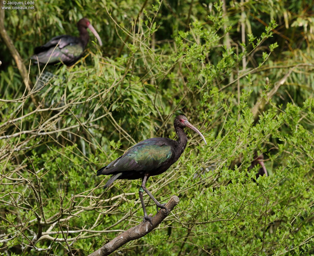 Ibis de Ridgway