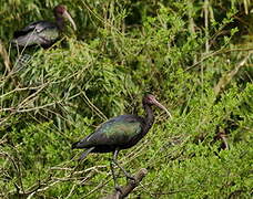 Puna Ibis