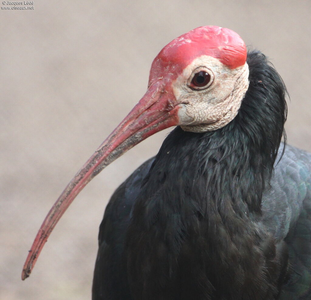 Southern Bald Ibis