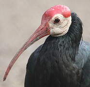 Southern Bald Ibis