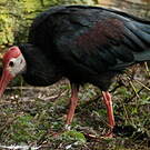 Ibis du Cap