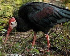 Southern Bald Ibis