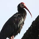 Ibis du Cap
