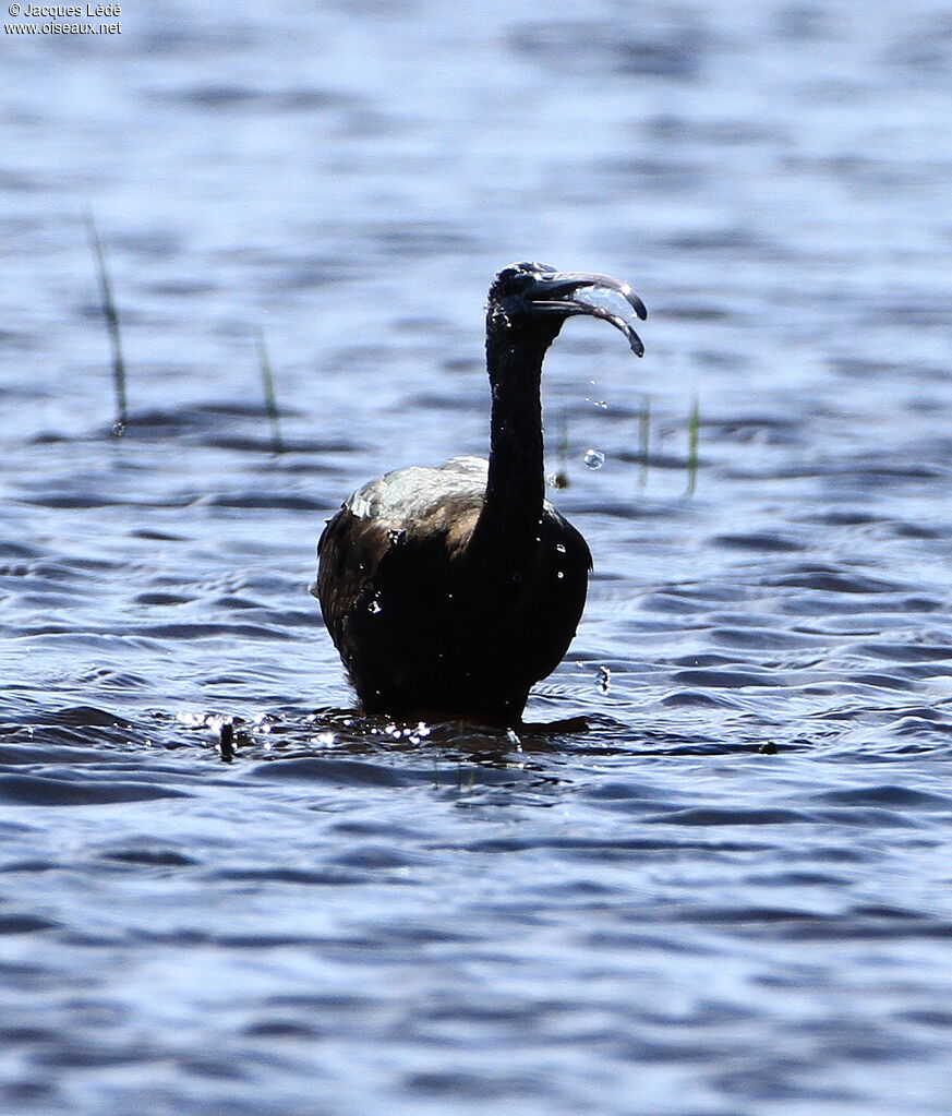 Ibis falcinelle