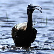 Ibis falcinelle