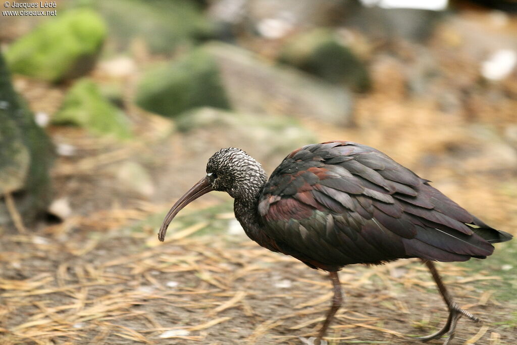 Glossy Ibis