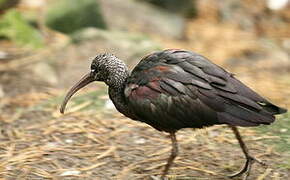 Glossy Ibis