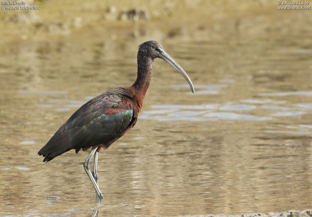 Ibis falcinelle