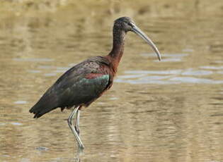 Ibis falcinelle