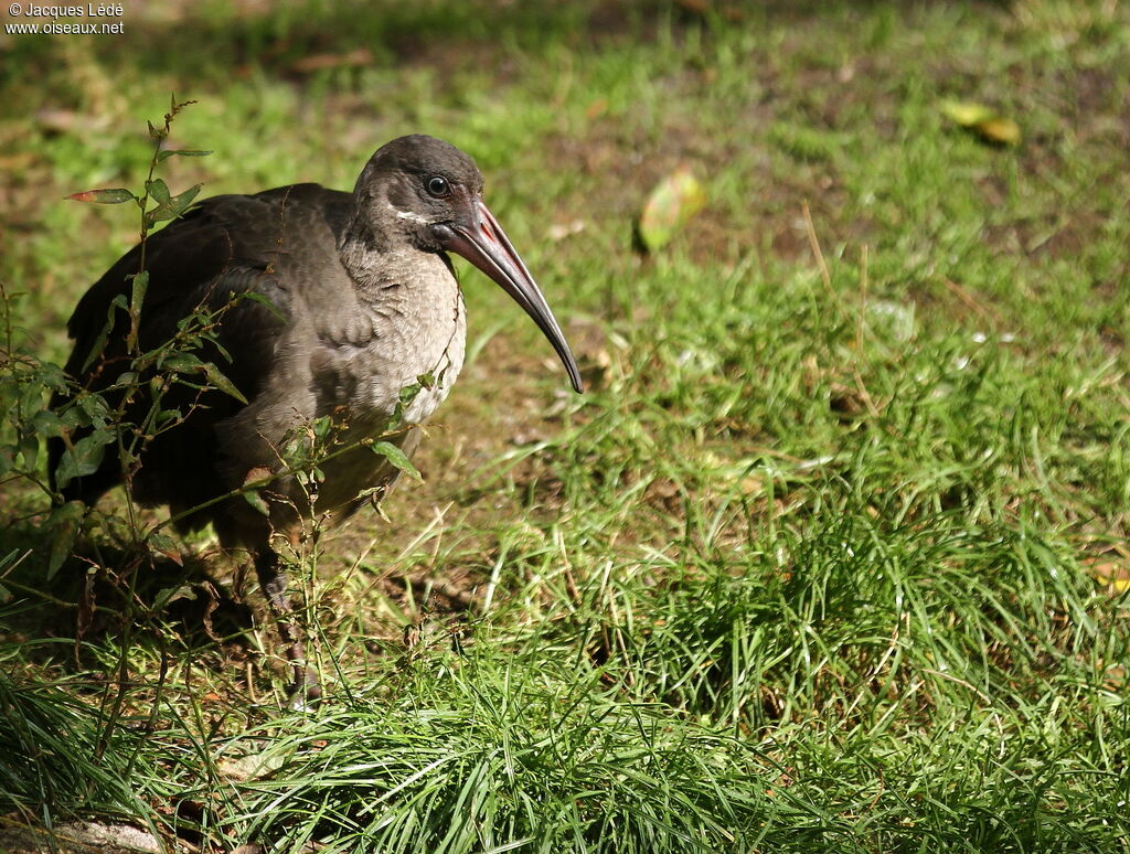 Hadada Ibis