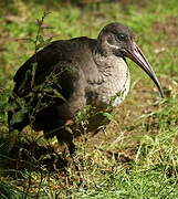 Hadada Ibis