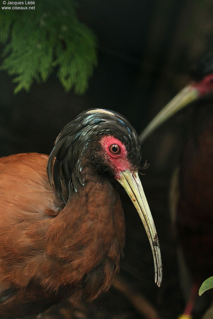 Madagascar Ibis