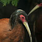 Ibis huppé