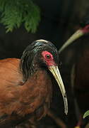 Madagascan Ibis