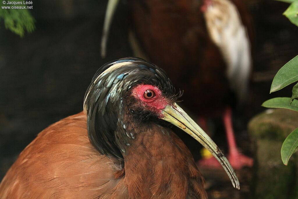 Madagascar Ibis