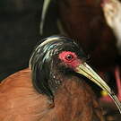 Ibis huppé