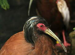 Madagascan Ibis