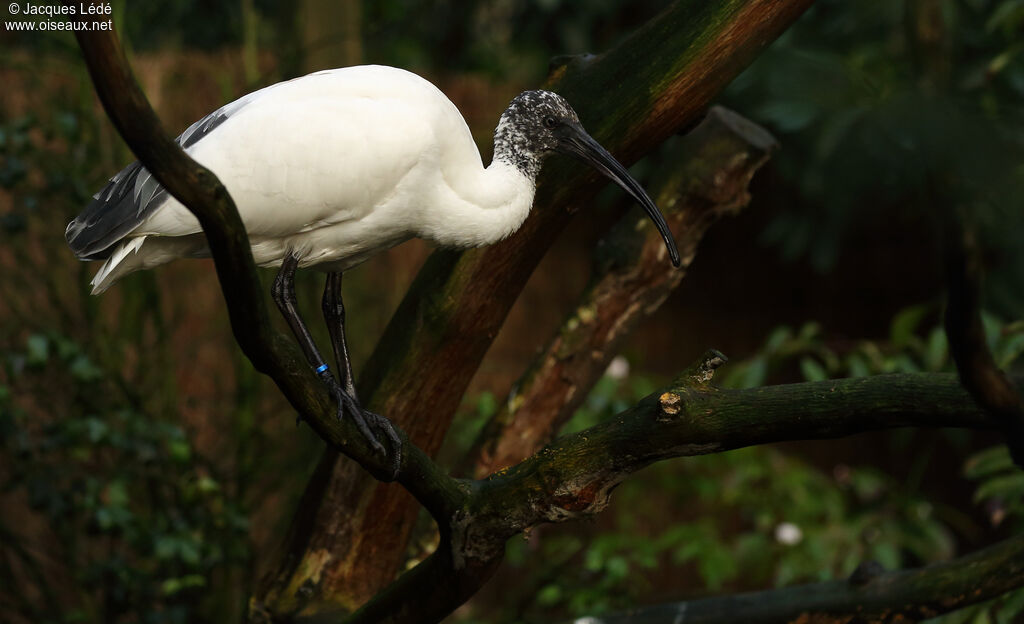 Malagasy Sacred Ibis